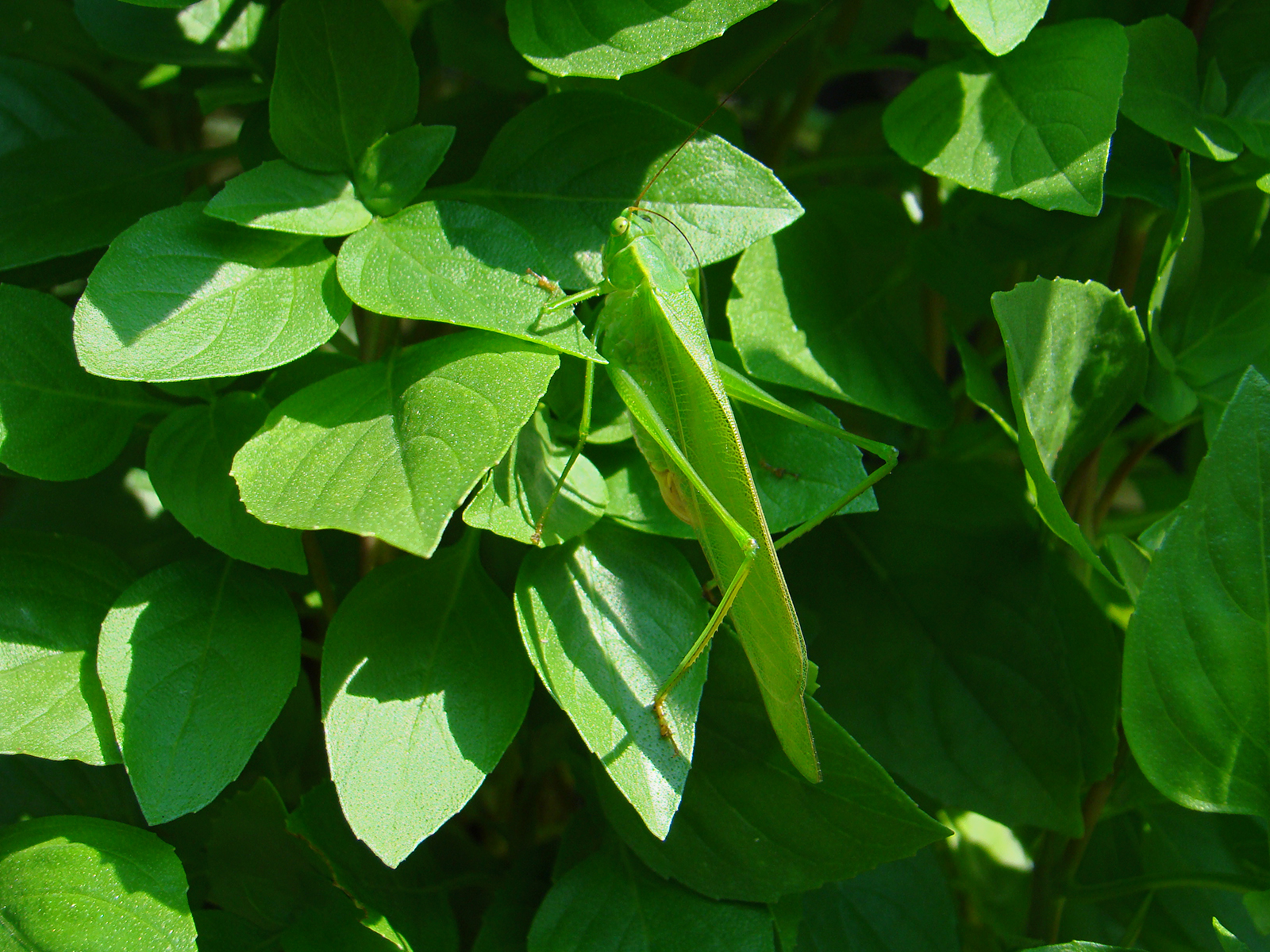 A Grasshopper camouflagued in a bush